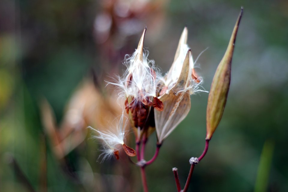 Photo by Courtney Celley/USFWS.