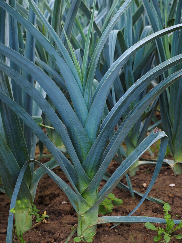 Agriculture arable leek