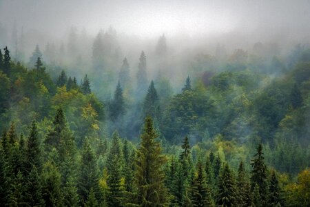 Fog misty pine photo