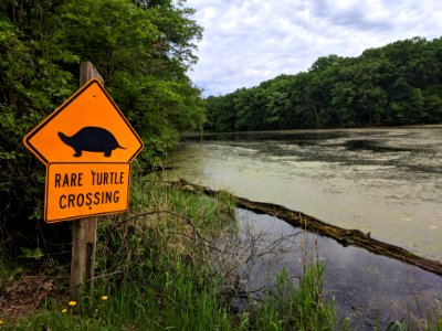 Rare Turtle Crossing Sign