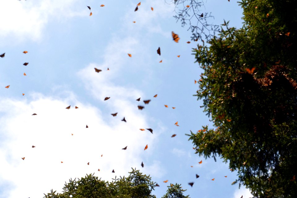Monarchs in Mexico