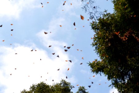 Monarchs in Mexico photo