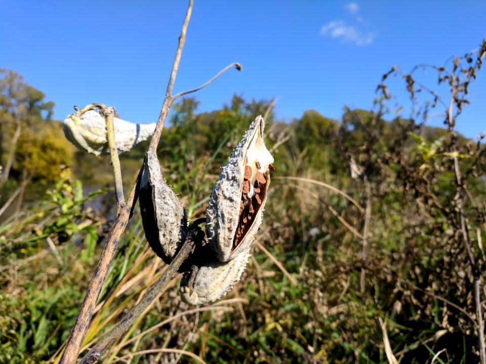 Common Milkweed Seeds