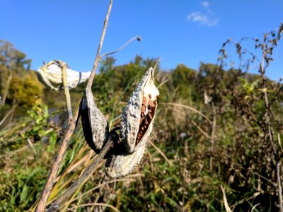 Common Milkweed Seeds photo