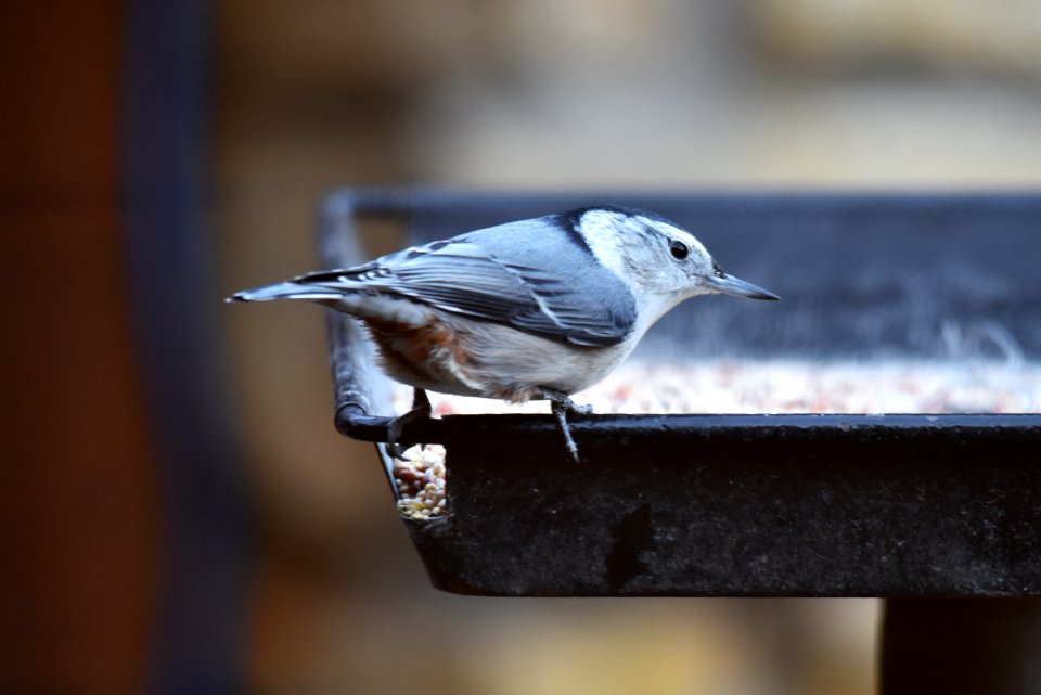 White-breasted nuthatch visiting a feeder photo