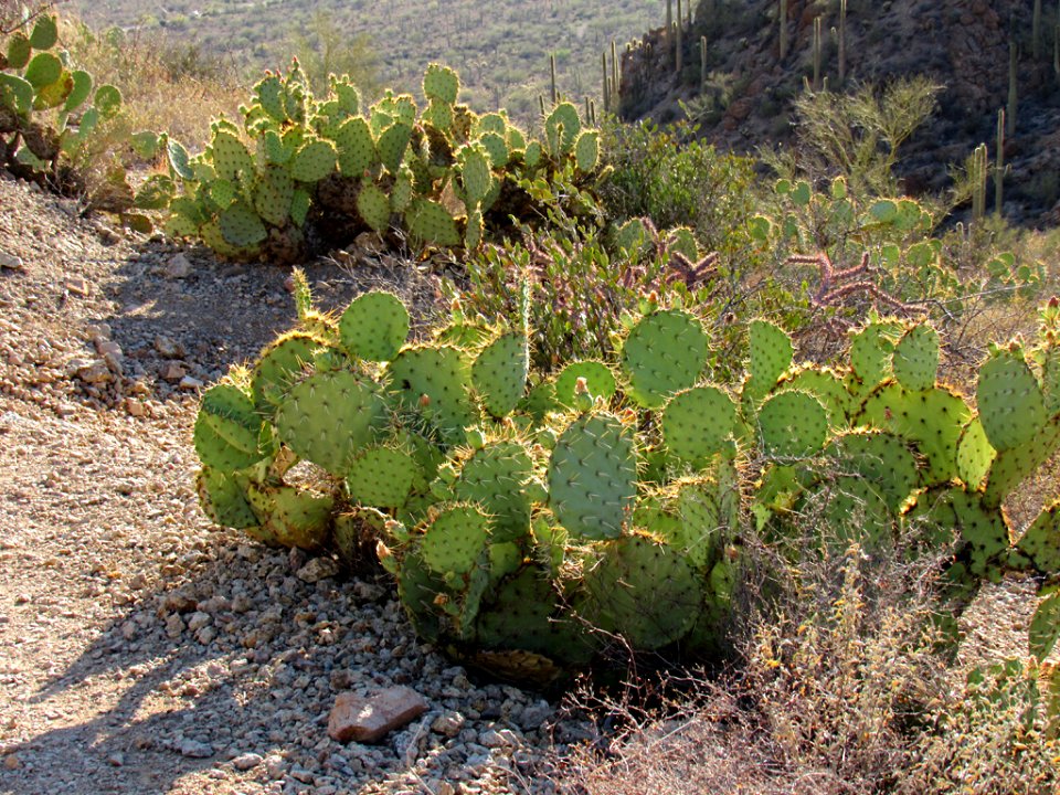 Saguaro NP in Arizona