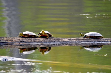 Western Painted Turtles photo