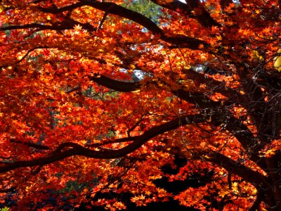 Japanese maple, Claremont neighborhood, Berkeley, 1DEC15