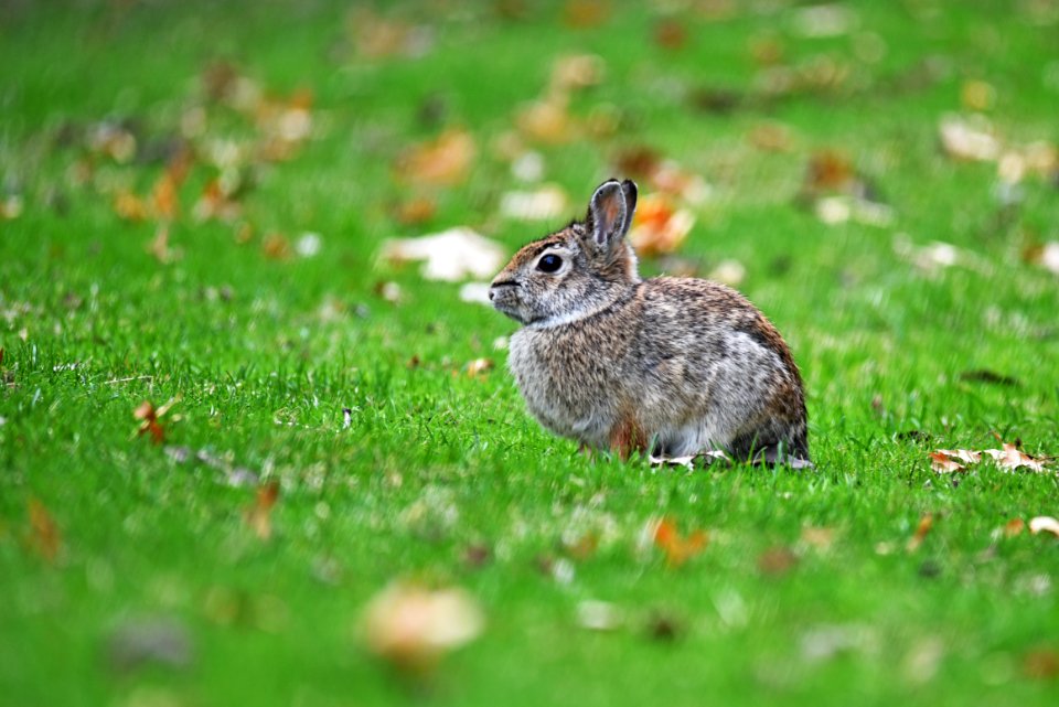 Eastern cottontail