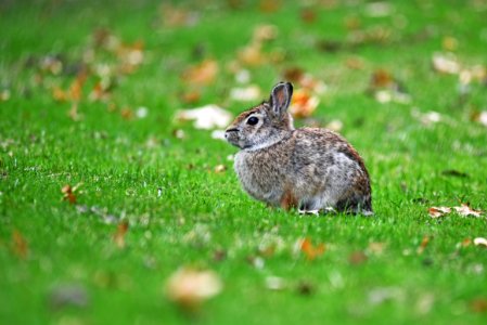 Eastern cottontail photo