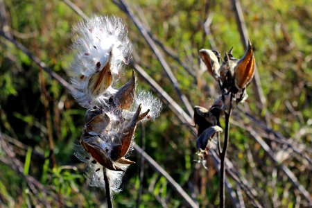 Common Milkweed Seeds photo