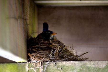 American robin on nest photo