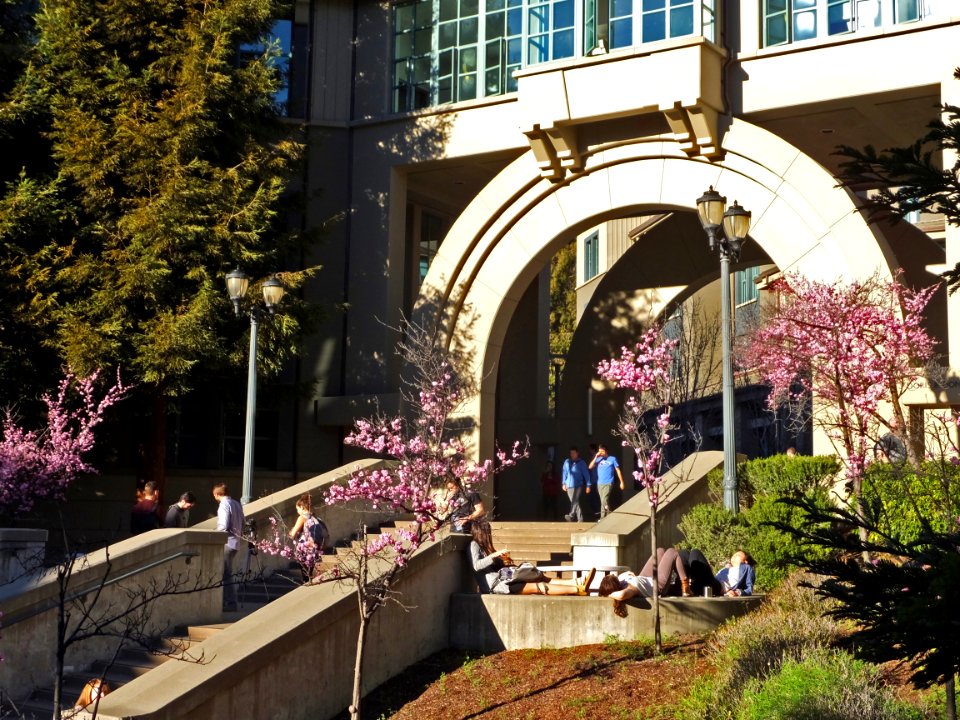 Plum trees blooming, students sunning, UC Berkeley, 8FEB16