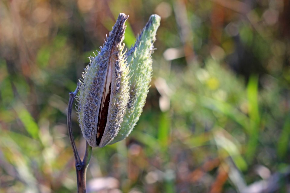 Common Milkweed Seeds