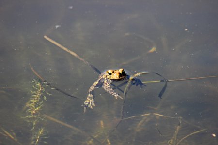 American Toad