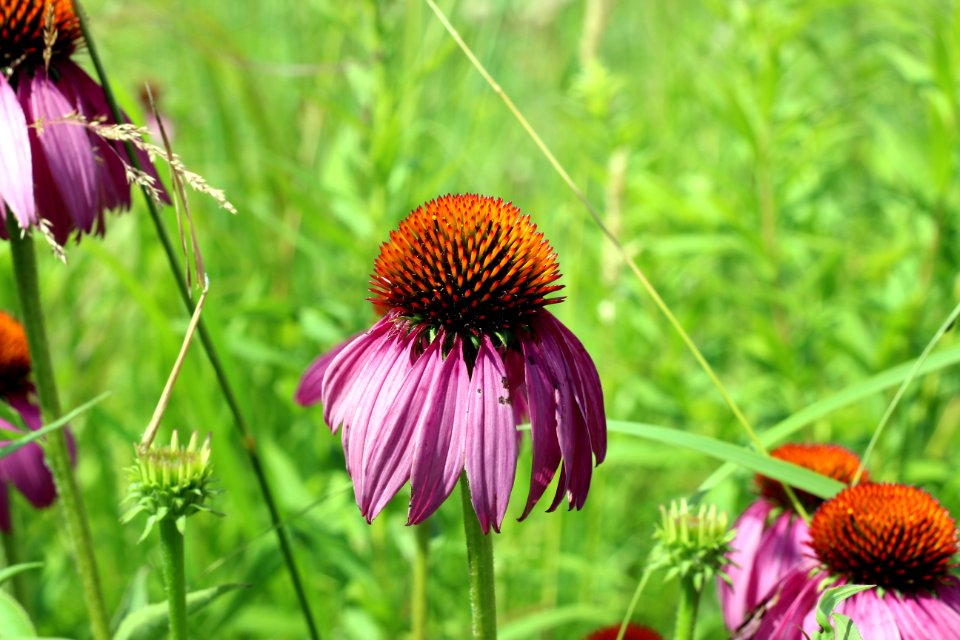 Purple Cone Flowers