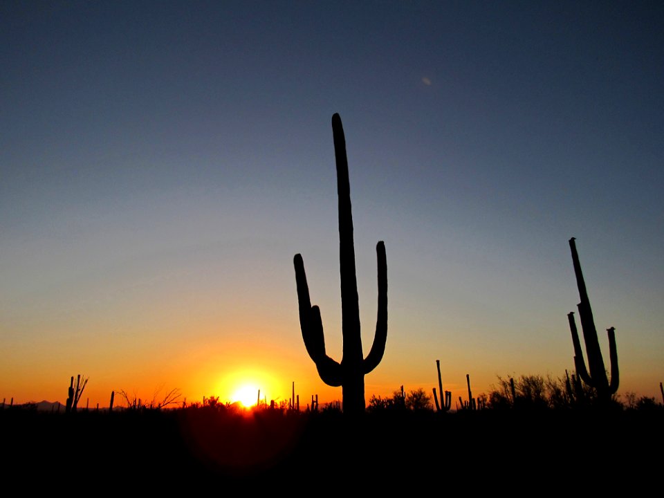 Saguaro NP in Arizona