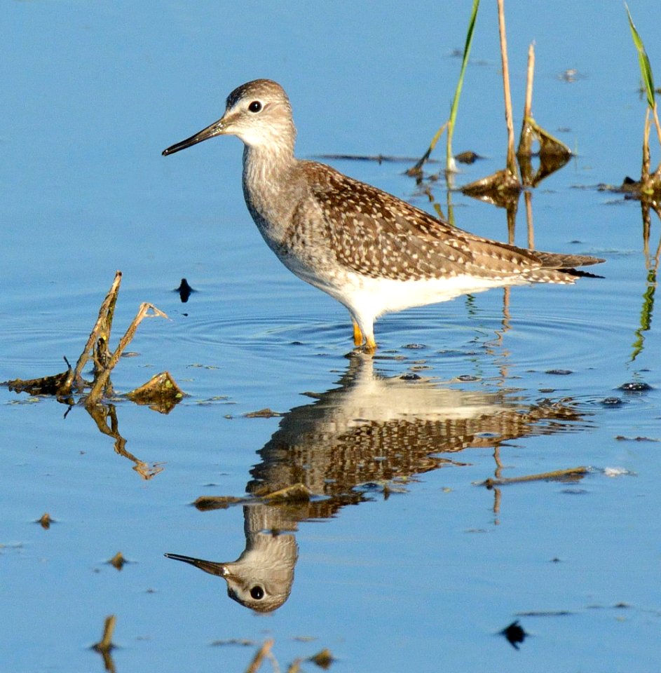Yellowlegs at Shiawassee National Wildlife Refuge