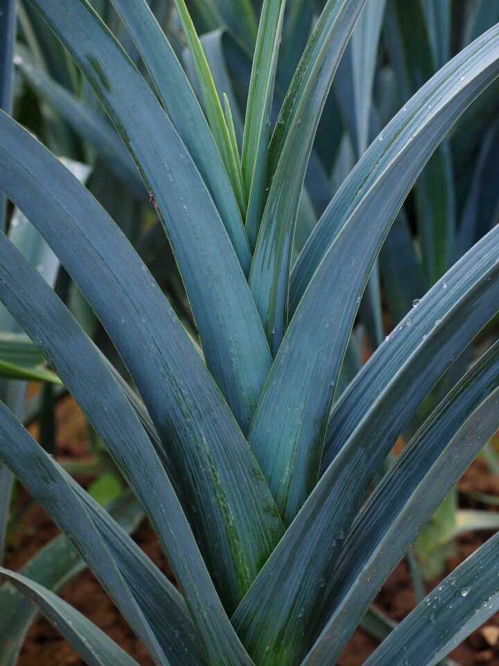 Agriculture leek allium ampeloprasum