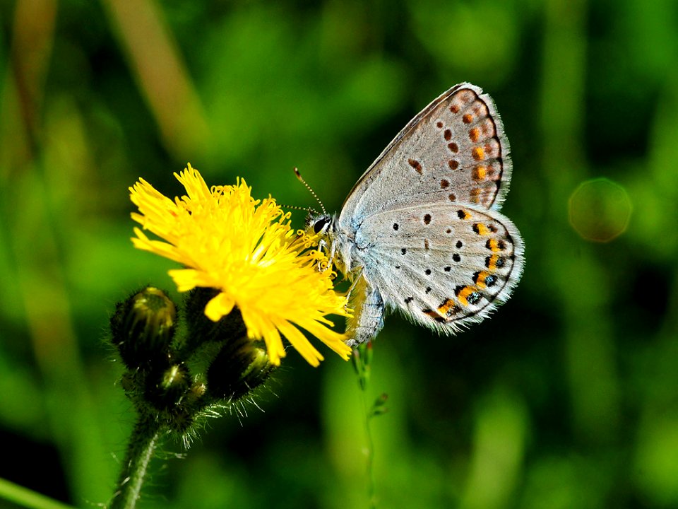 Karner blue butterfly (Lycaeides melissa samuelis)