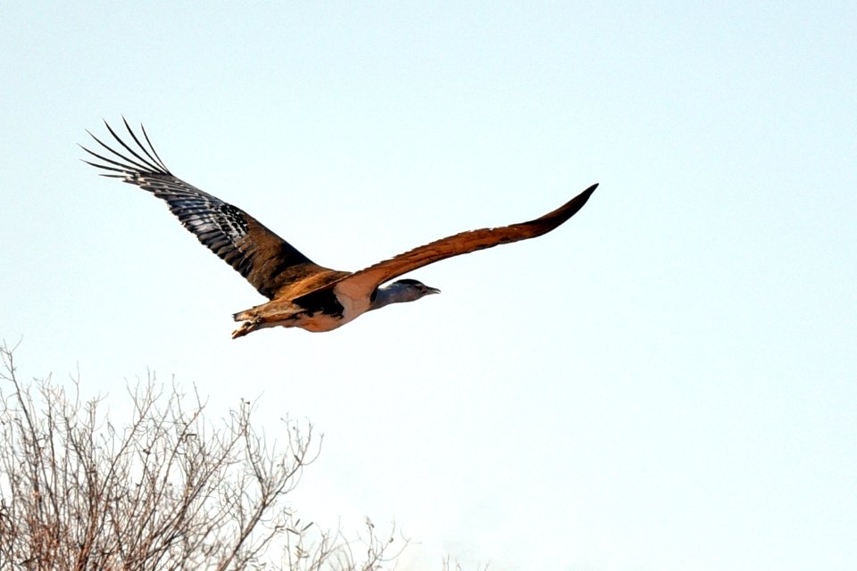 Bustard - Australai 8-2015 Birdsville QLD 06
