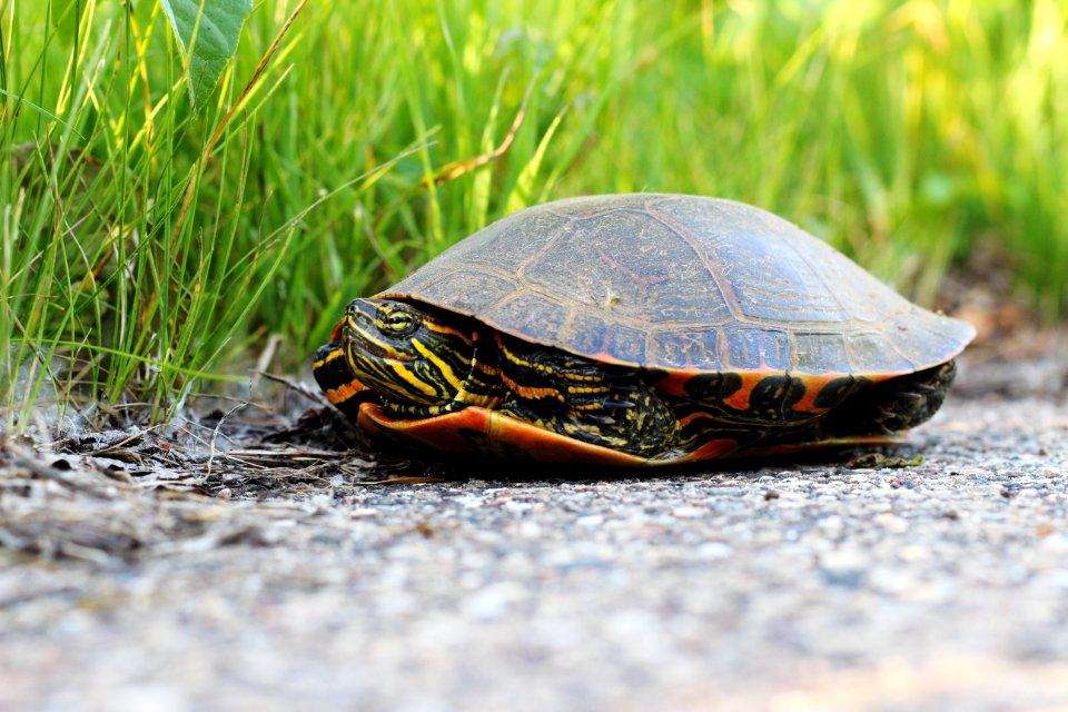 Western Painted Turtle