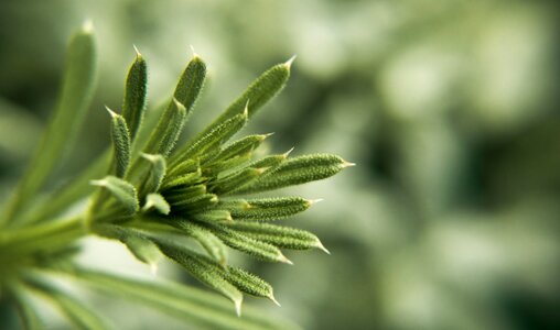 Detail macro green