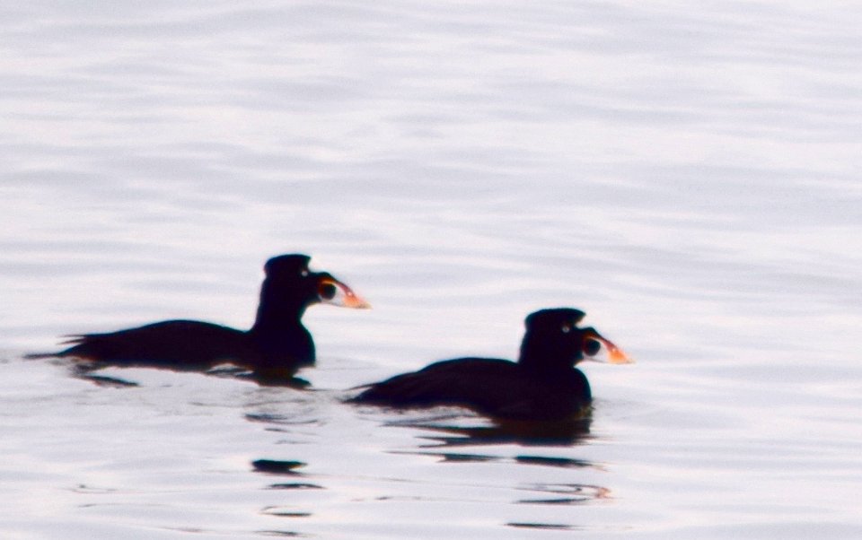 Surf Scoters
