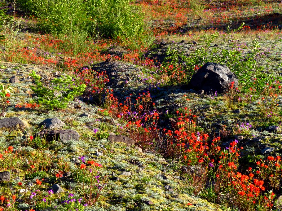 Wildflowers at Mt. Margaret Backcountry in WA