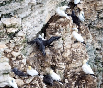 Gannets on cliffside with young.