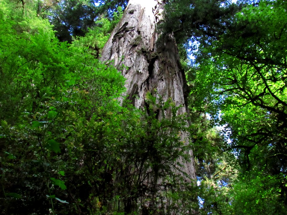 Jedediah Smith Redwoods SP in California