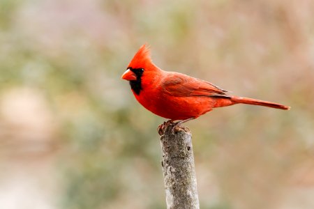 Northern Cardinal photo