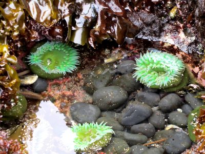 Sea Anemone at Yaquina Head in Newport, Oregon photo