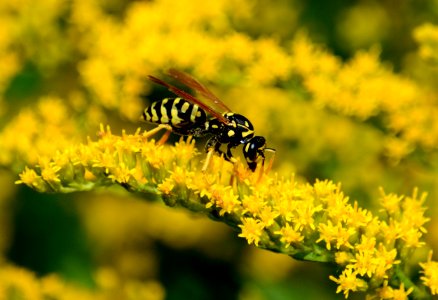European paper wasp on goldenrod photo