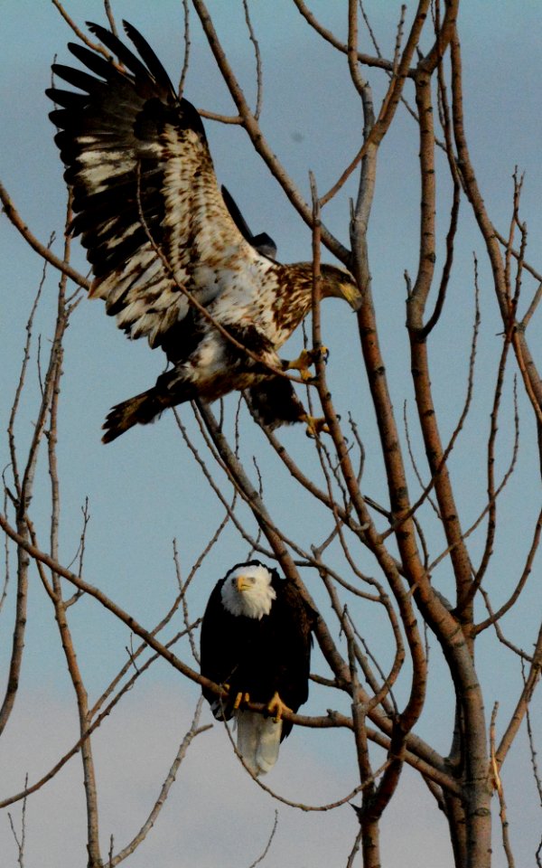 Bald Eagles
