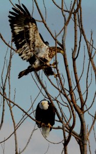 Bald Eagles photo