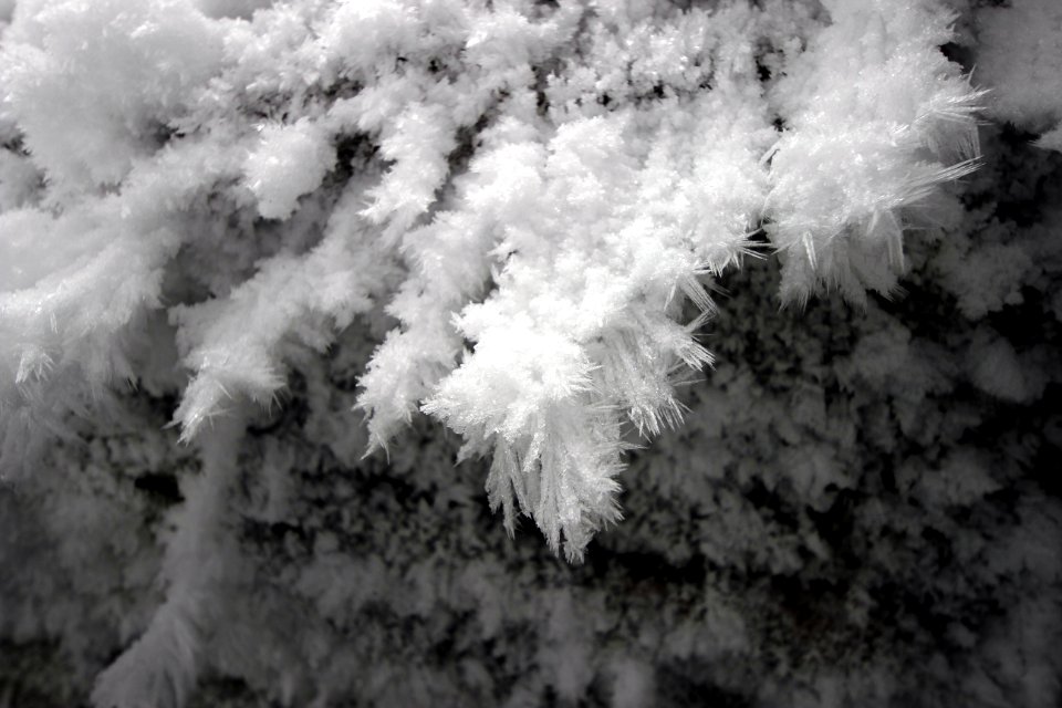 Hoar frost on a river bluff in Michigan.