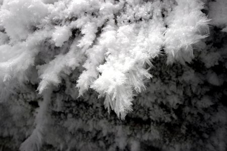 Hoar frost on a river bluff in Michigan. photo