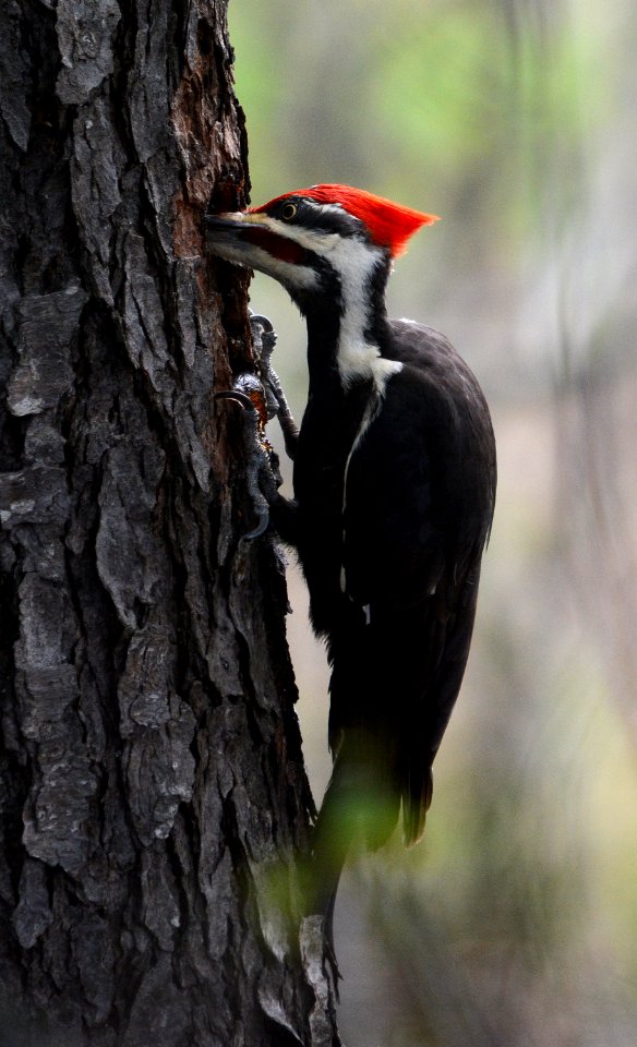 Pileated woodpecker photo