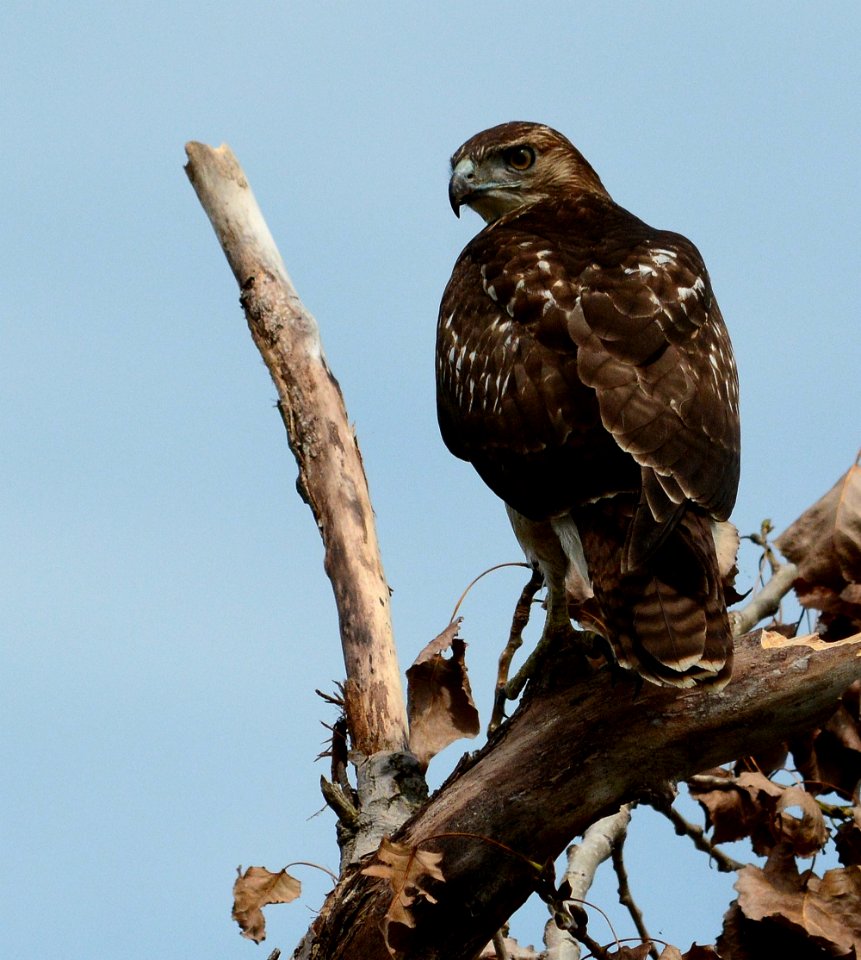 Red-tailed hawk at Detroit River International Wildlife Refuge