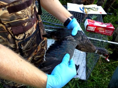 Banding Ducks at Minnesota Valley National Wildlife Refuge