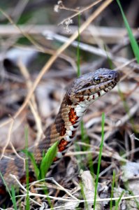 Northern water snake photo