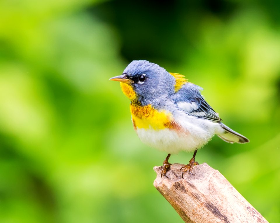 Northern Parula