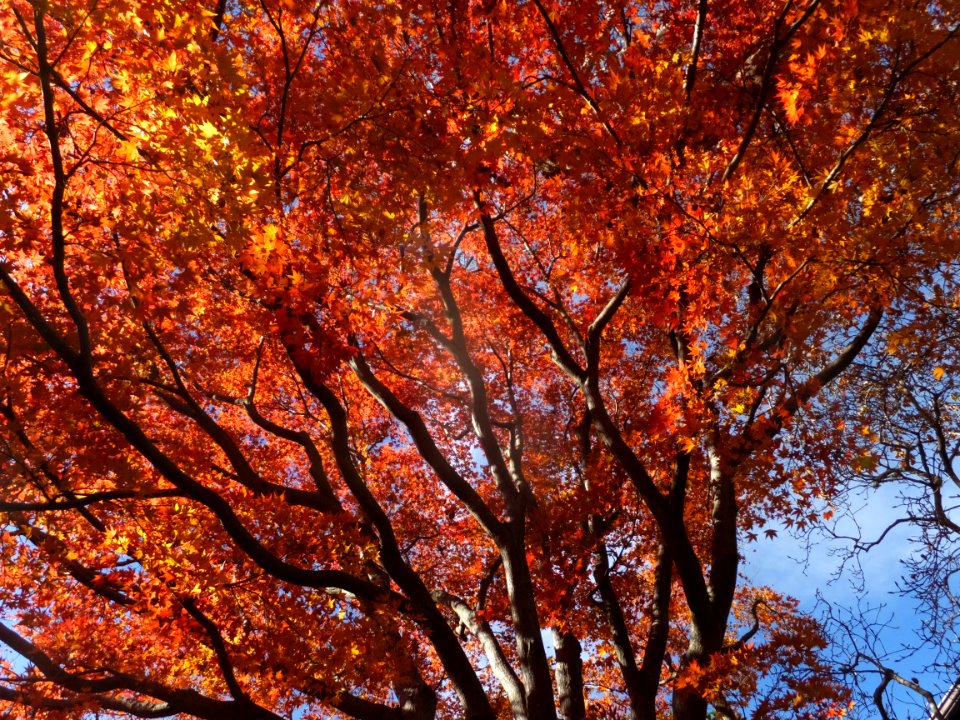 Japanese maple, Claremont neighborhood, Berkeley, 1DEC15