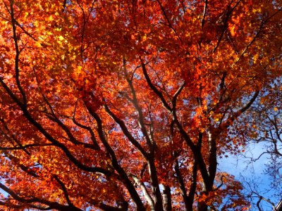Japanese maple, Claremont neighborhood, Berkeley, 1DEC15