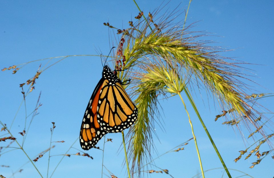 Monarch butterfly on foxtail