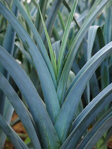 Leek allium ampeloprasum allium porrum