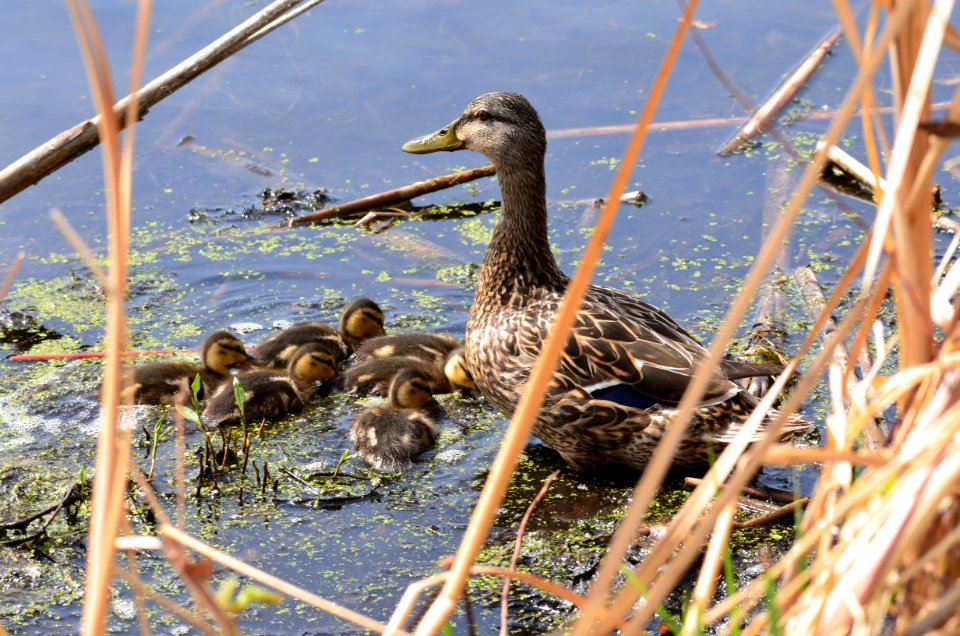 Mallard with Ducklings photo