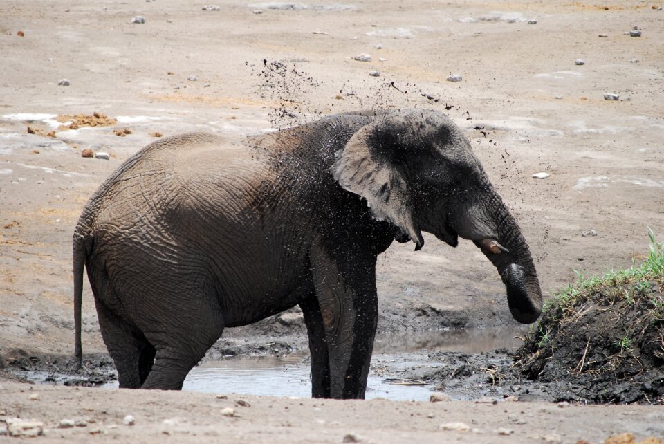 Mud shower african bush elephant