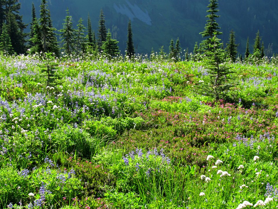 Wildflowers on Skyline Trail at Mt. Rainier NP in WA